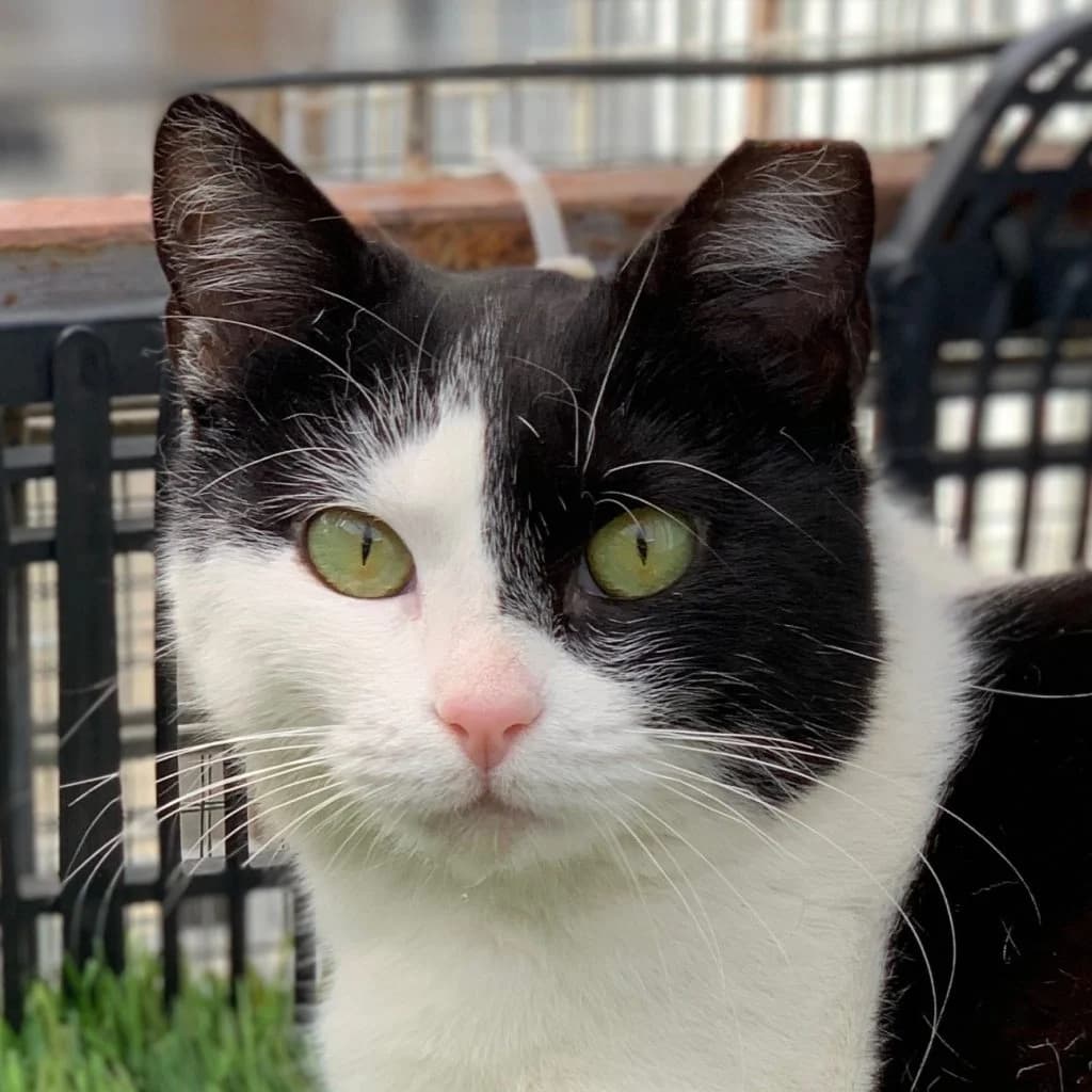 FLORA, female puppy European Shorthair for adoption at CICAM