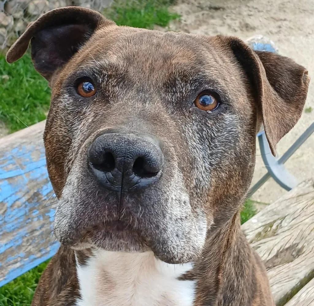 KIKE, male senior mixed breed for adoption at CICAM