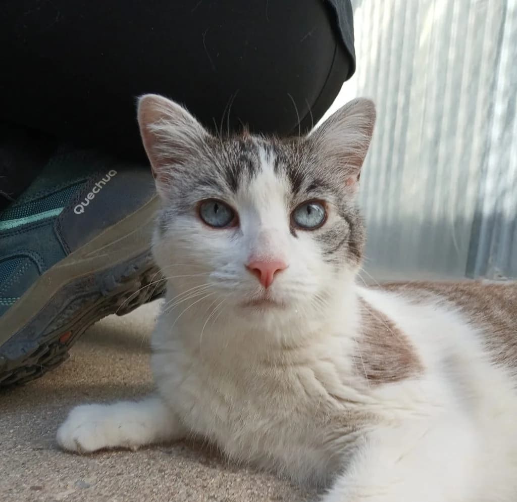 NARA, female senior European Shorthair for adoption at CICAM