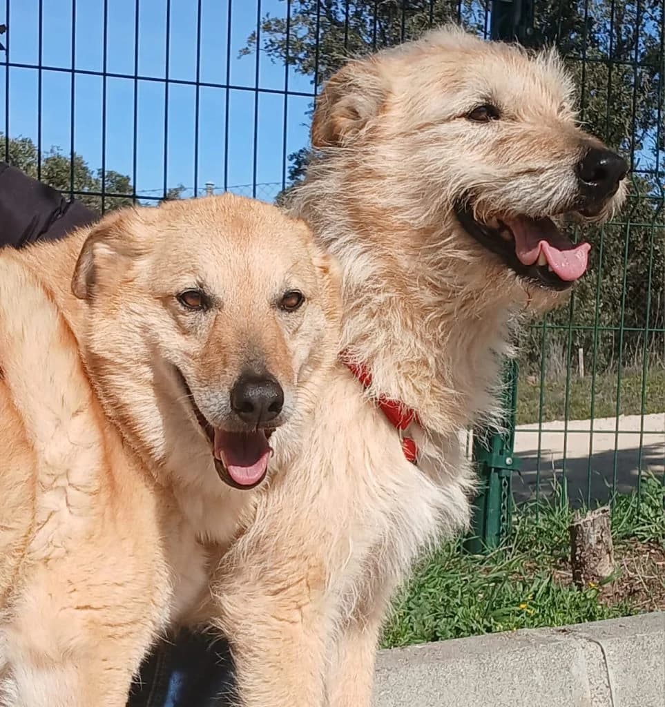 SIMBA Y NALA, female senior Mixed Breed for adoption at CICAM
