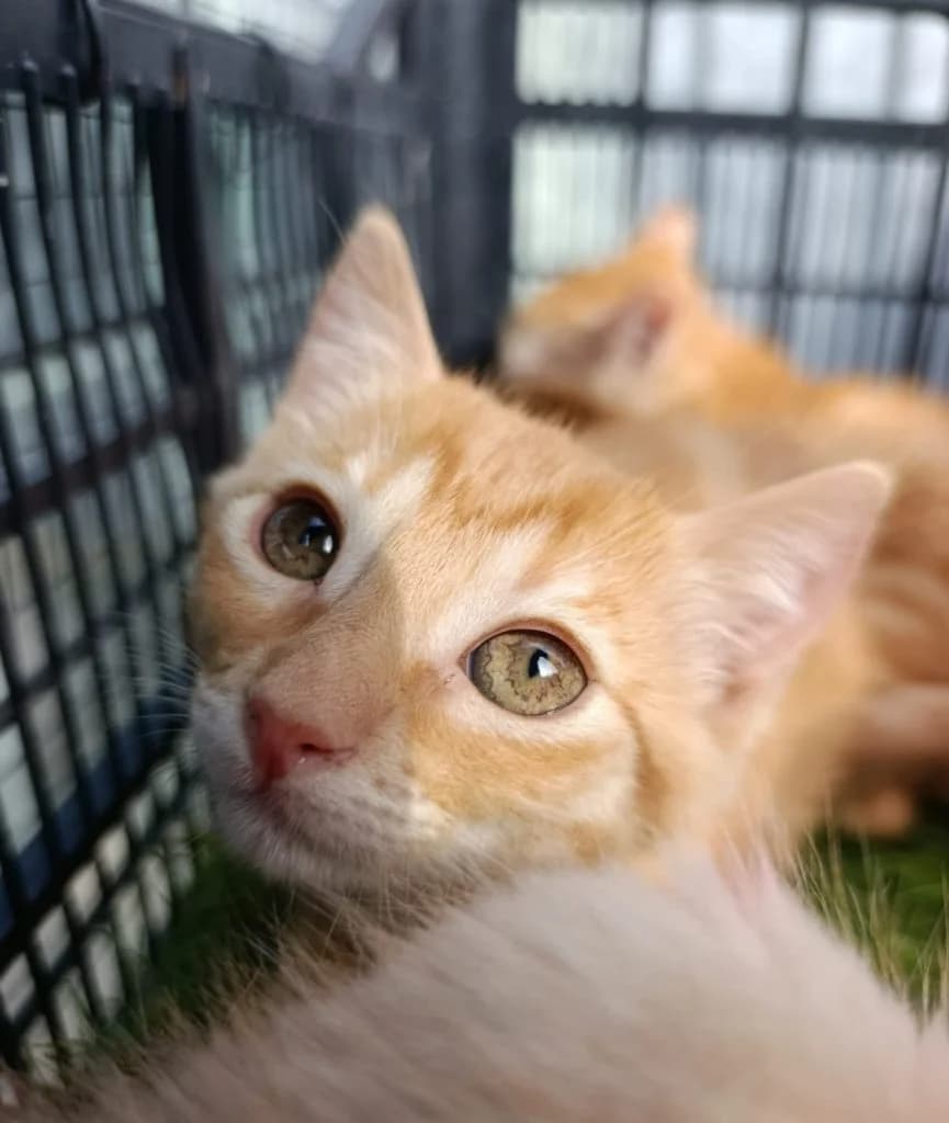TORA, female puppy European Shorthair for adoption at CICAM