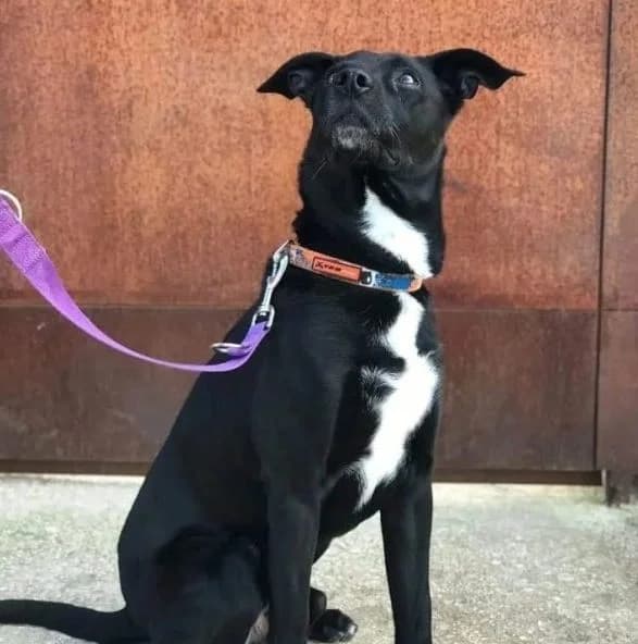 YANKO, male senior Mixed Breed for adoption at CICAM