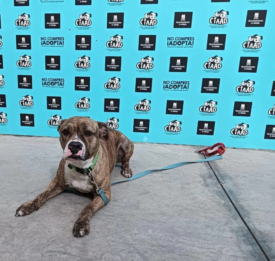 CURRY, mixed breed for adoption at CIMPA Adeje (Tenerife)