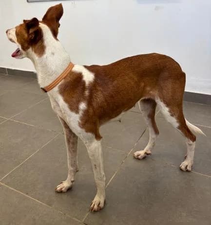 YOGA,  mixed breed for adoption at CIMPA Adeje (Tenerife)