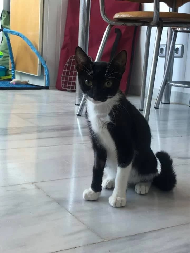 Cooper,  Mixed Breed for adoption at Comunidad Gatuna Ceuta