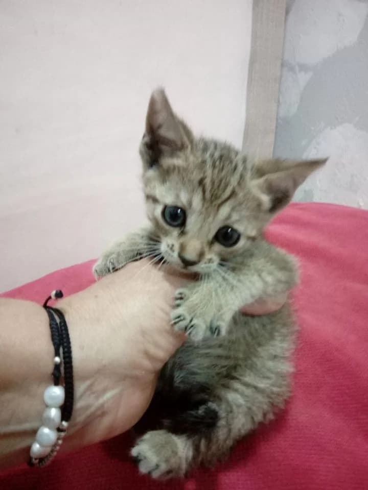 Trasto,  Mixed Breed for adoption at Comunidad Gatuna Ceuta