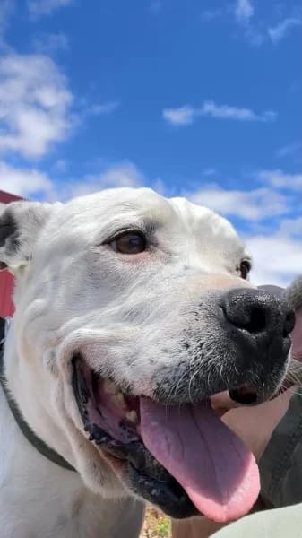 Kiro, male mixed breed for adoption at Refugio Tierra Blanca