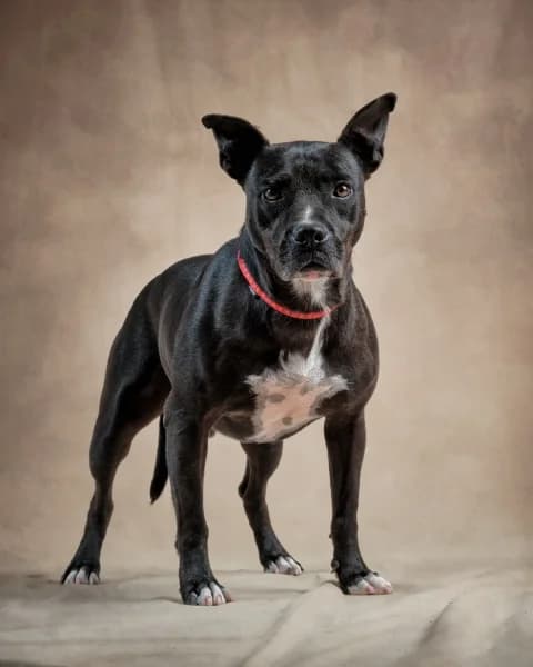 Croiner, male mixed breed for adoption at Refugio Tierra Blanca