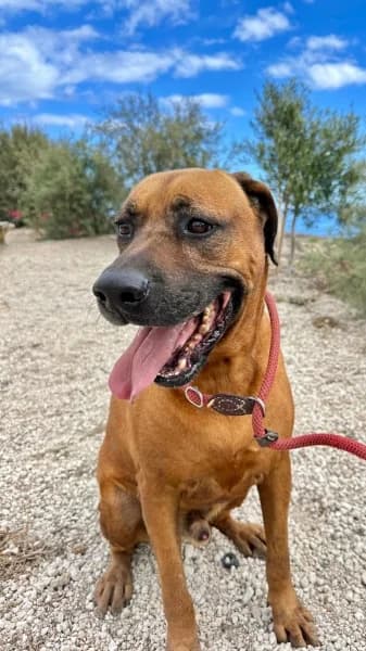 Badú, male mixed breed for adoption at Refugio Tierra Blanca