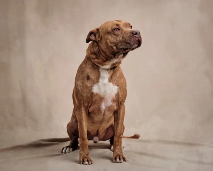 GUAPO, male mixed breed for adoption at Refugio Tierra Blanca