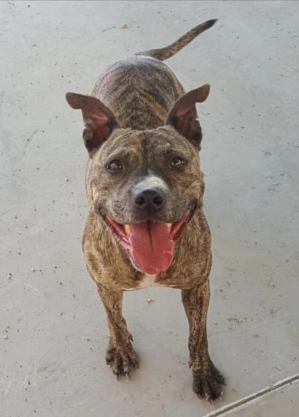MEDUSA, female mixed breed for adoption at Refugio Tierra Blanca