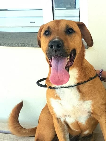 FOFUCHO, male Mixed Breed for adoption at Refugio Tierra Blanca