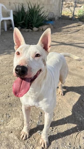 LOYA, female mixed breed for adoption at Refugio Tierra Blanca