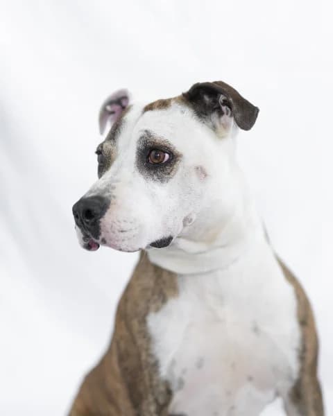 PITUFO, male mixed breed for adoption at Refugio Tierra Blanca