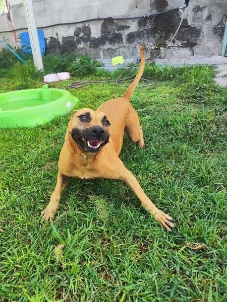 GUAPITA, Mixed Breed (Refugio Tierra Blanca)