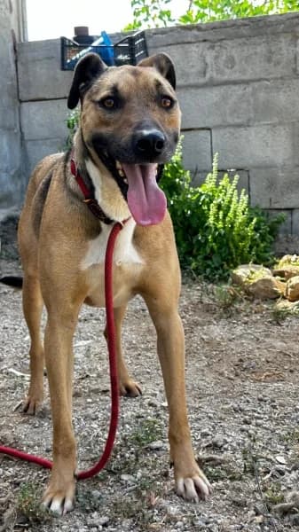 SATURNO, Mixed Breed (Refugio Tierra Blanca)