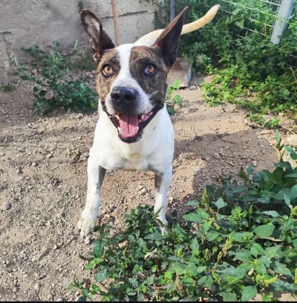 OTTO, Mixed Breed (Refugio Tierra Blanca)
