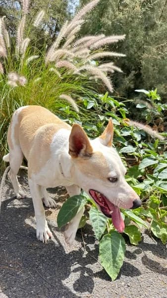 BAMBÚ, Mixed Breed (Refugio Tierra Blanca)