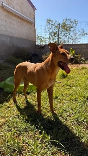 TOM, Mixed Breed (Refugio Tierra Blanca)