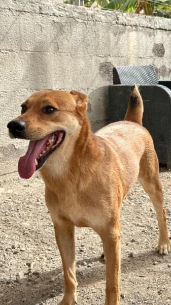TAYLOR, Mixed Breed (Refugio Tierra Blanca)