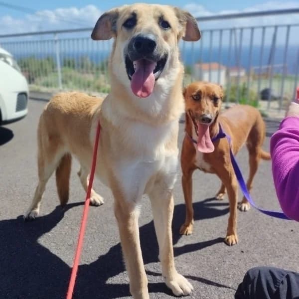 OLIVO, Mixed Breed (Refugio Tierra Blanca)