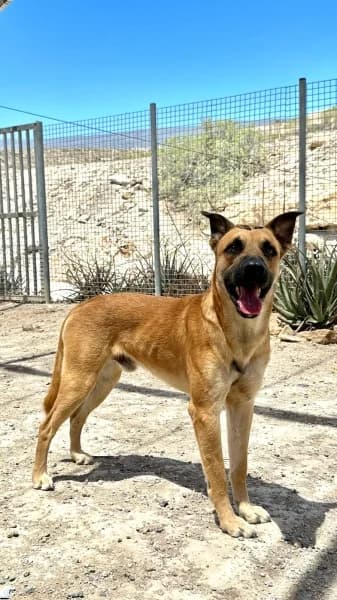 CARTUCHO, Mixed Breed (Refugio Tierra Blanca)