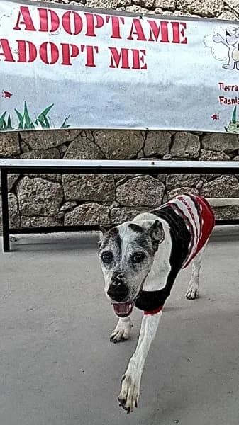 NIEVE, Mixed Breed (Refugio Tierra Blanca)