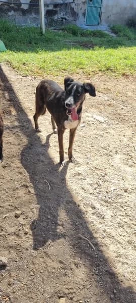 DOMINO, Mixed Breed (Refugio Tierra Blanca)