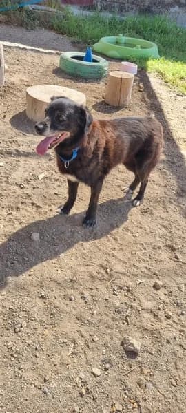 GUSI, Mixed Breed (Refugio Tierra Blanca)