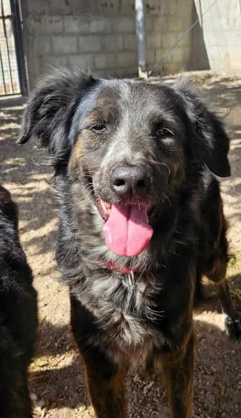 MARY, Mixed Breed (Refugio Tierra Blanca)