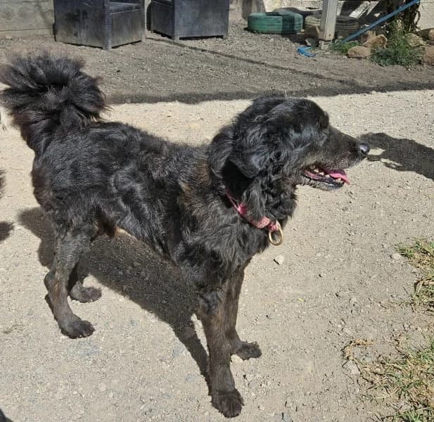 RASTA, Mixed Breed (Refugio Tierra Blanca)