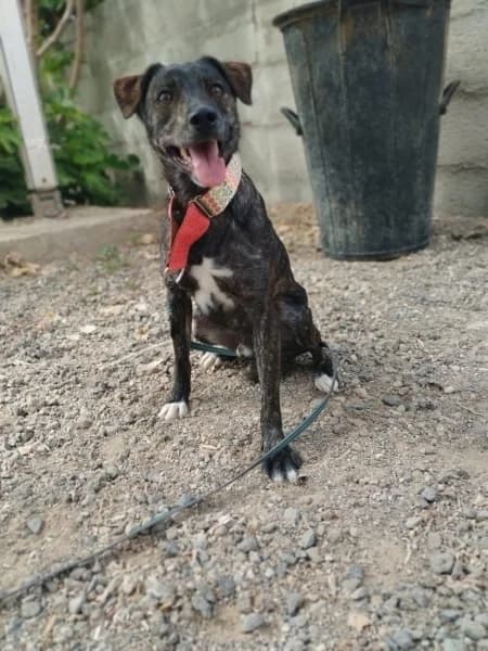 ELVIS, Mixed Breed (Refugio Tierra Blanca)