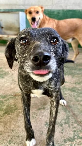 DINO, Mixed Breed (Refugio Tierra Blanca)
