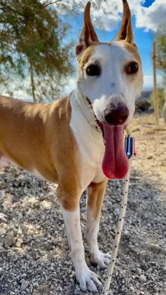 KRAUS, Mixed Breed (Refugio Tierra Blanca)