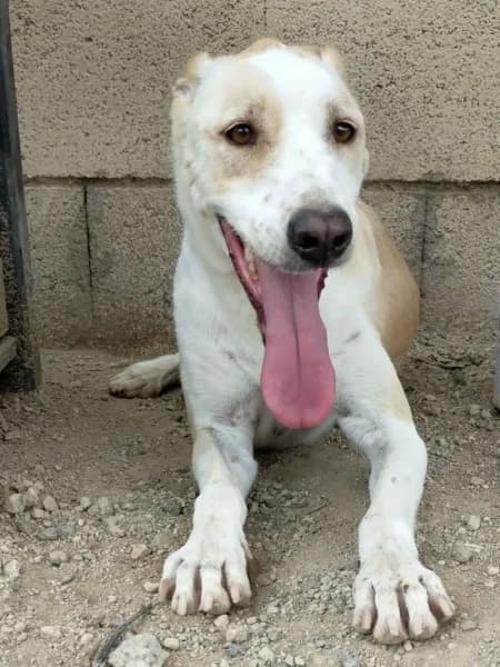 CANA, Mixed Breed (Refugio Tierra Blanca)