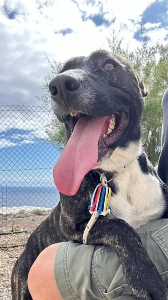 JACK, Mixed Breed (Refugio Tierra Blanca)