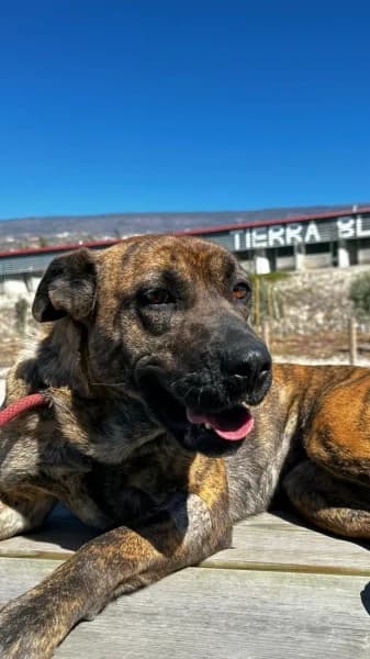 AFRODITA, Mixed Breed (Refugio Tierra Blanca)