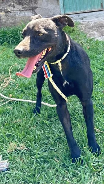 AKILES, Mixed Breed (Refugio Tierra Blanca)