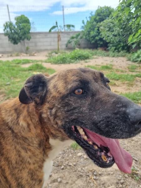BOSCO, Mixed Breed (Refugio Tierra Blanca)