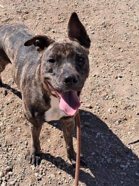 GALLETA, Mixed Breed (Refugio Tierra Blanca)
