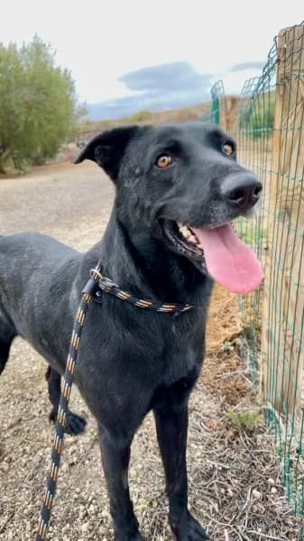 CONNAN, Mixed Breed (Refugio Tierra Blanca)