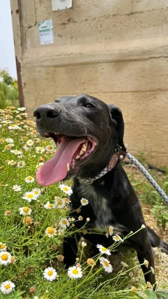 BENDER, Mixed Breed (Refugio Tierra Blanca)