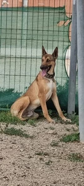 KAI, Mixed Breed (Refugio Tierra Blanca)