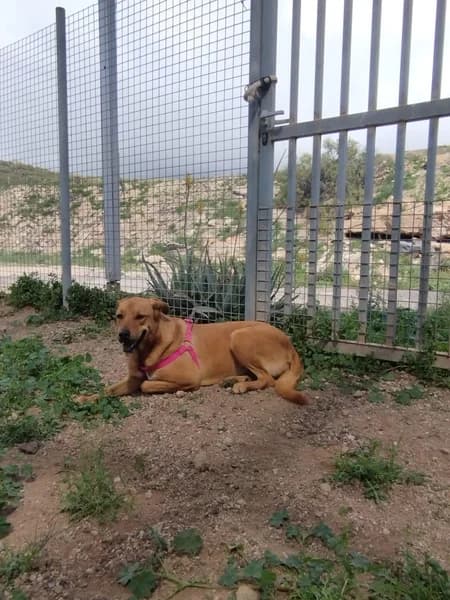 JAVA, Mixed Breed (Refugio Tierra Blanca)