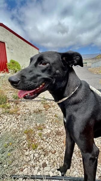 DALIA, Mixed Breed (Refugio Tierra Blanca)