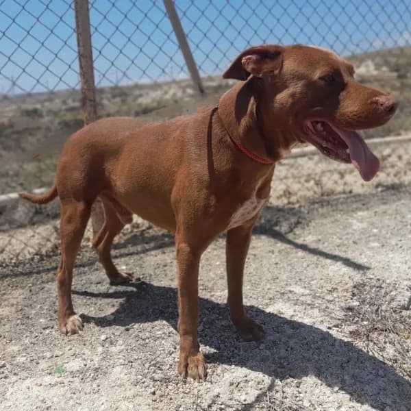 KARSTAN, Mixed Breed (Refugio Tierra Blanca)