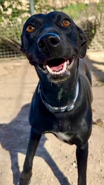 EVA, Mixed Breed (Refugio Tierra Blanca)