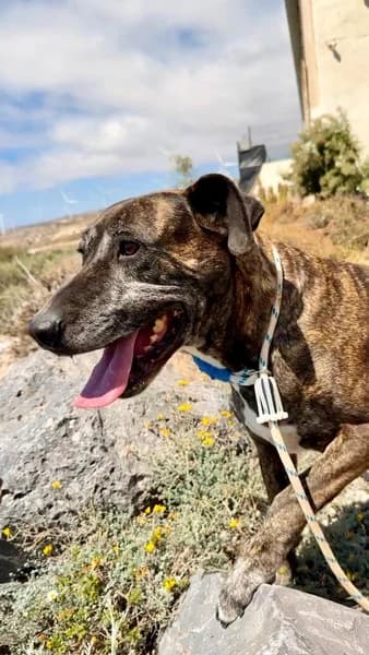 KYRA, Mixed Breed (Refugio Tierra Blanca)