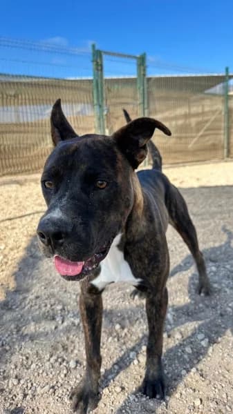 BLAS, Mixed Breed (Refugio Tierra Blanca)