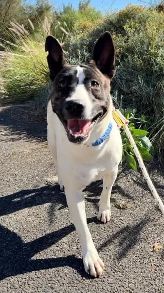 BONI, Mixed Breed (Refugio Tierra Blanca)
